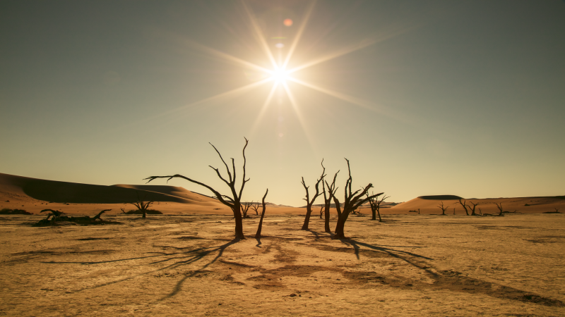 Arboles Fósiles 3 - Namibia